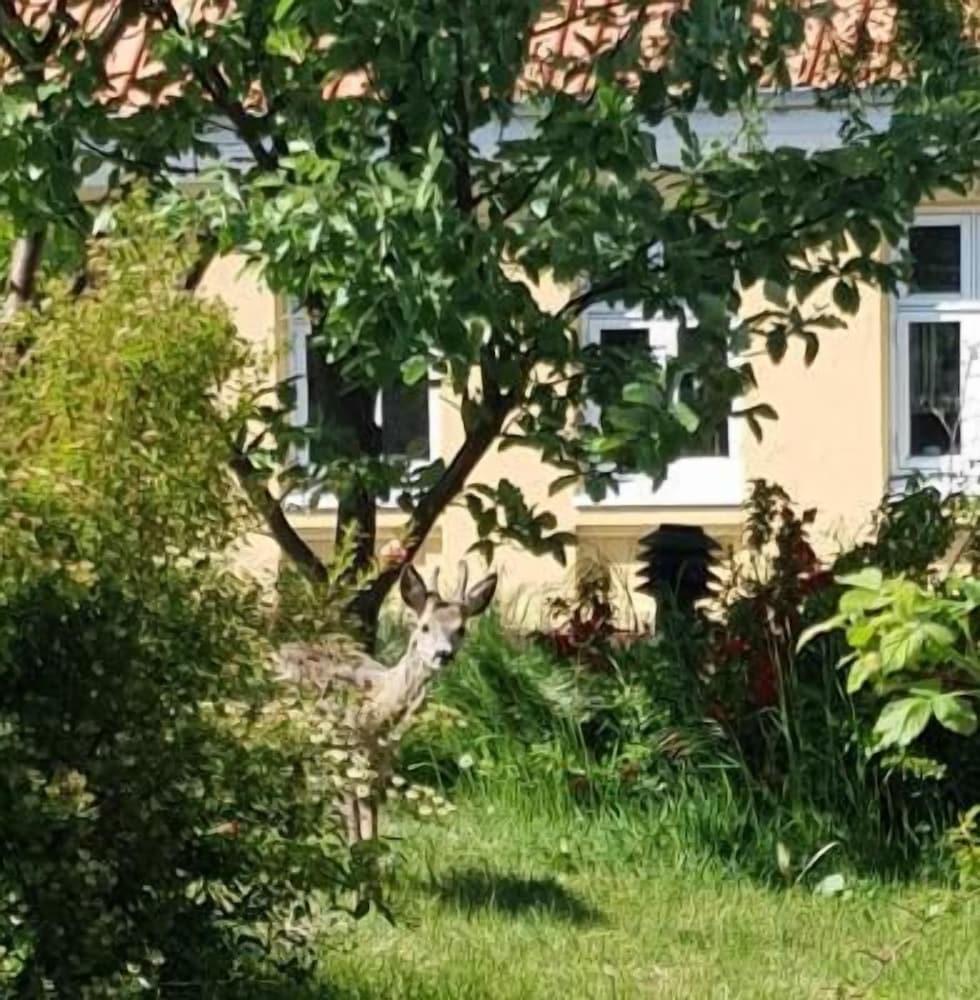 Hotel Pepita Allinge-Sandvig Extérieur photo